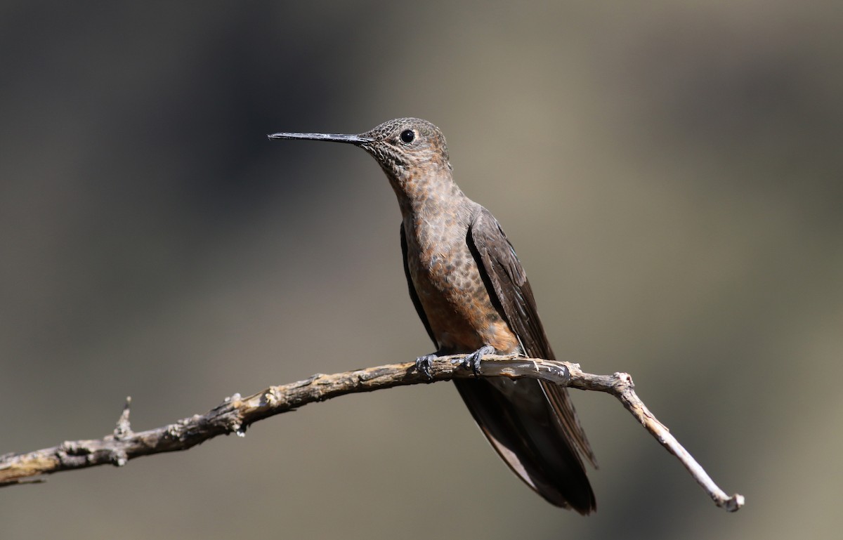 Giant Hummingbird - Jay McGowan