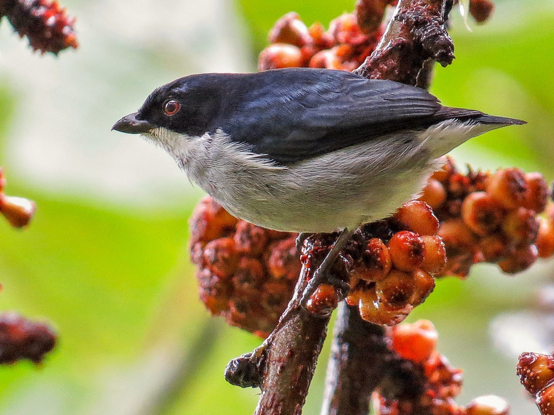 Bicolored Flowerpecker - George Inocencio