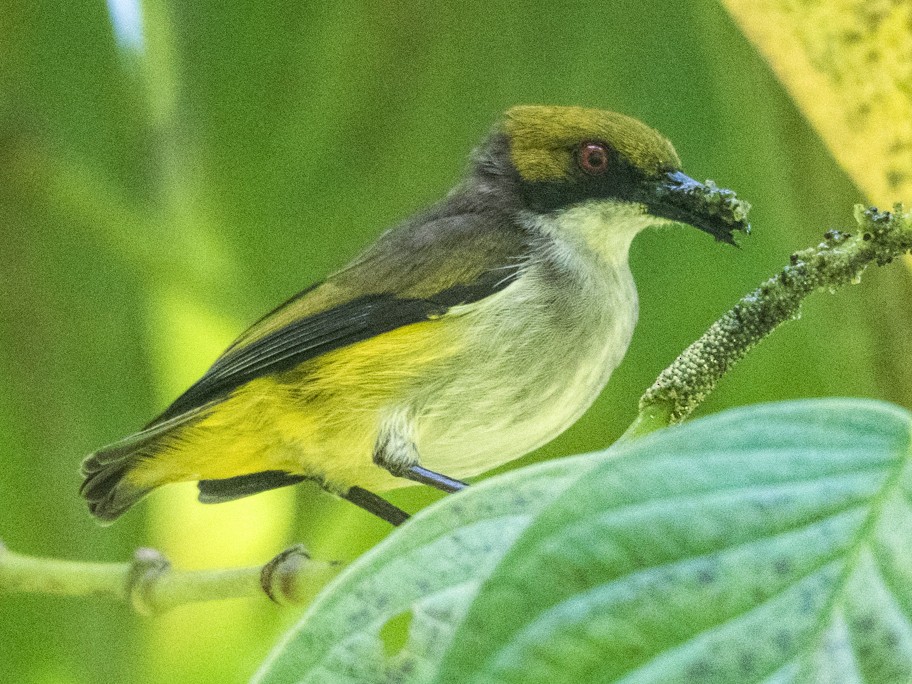 Olive-capped Flowerpecker - Forest Botial-Jarvis
