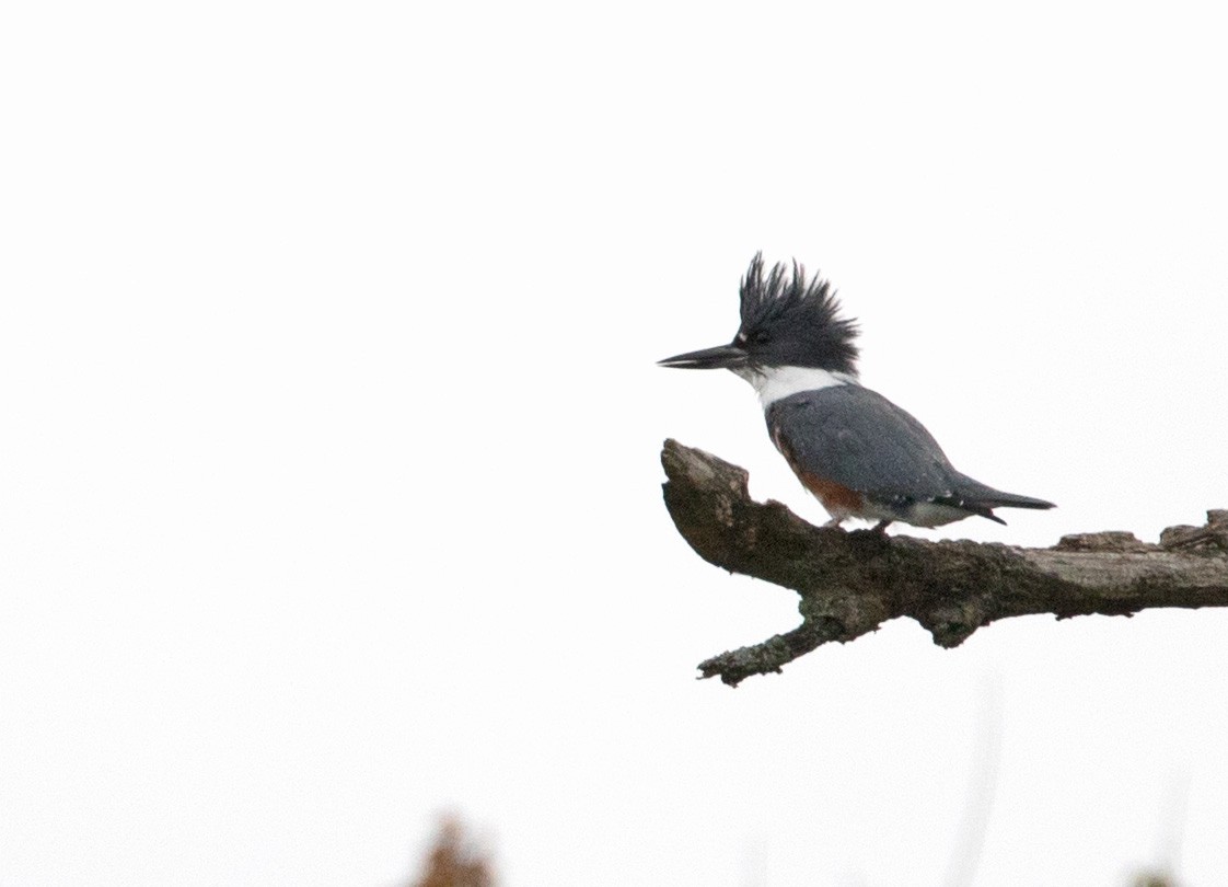Belted Kingfisher - ML266807171