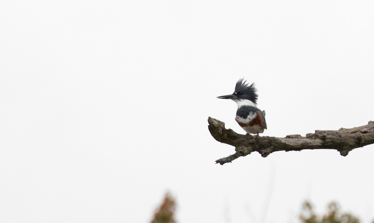Belted Kingfisher - ML266807181