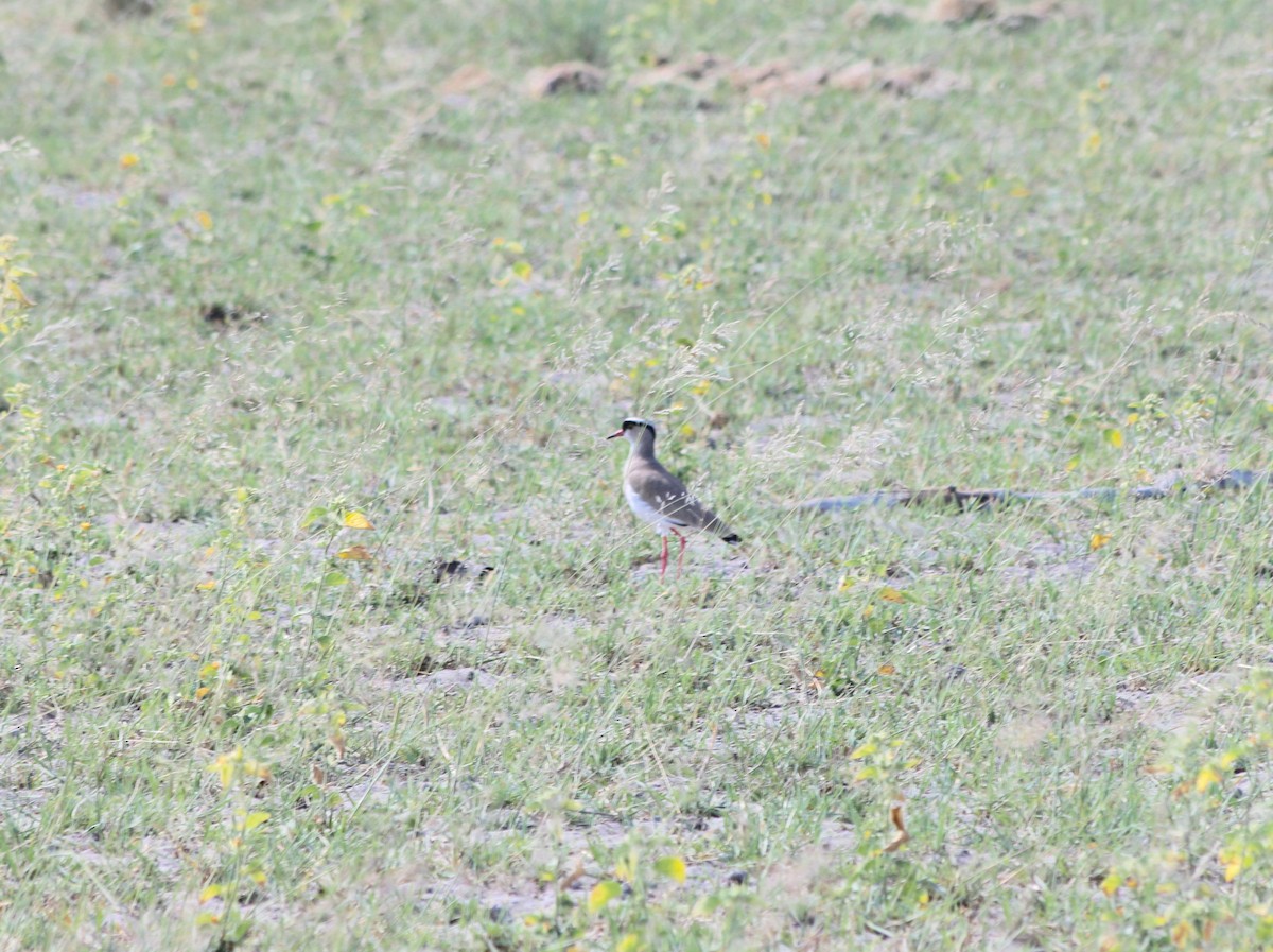 Crowned Lapwing - George Lynch