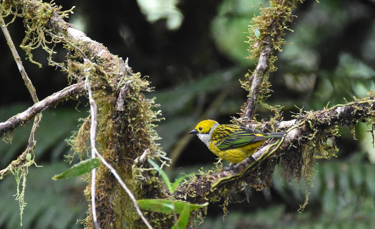 Silver-throated Tanager - ML26681421