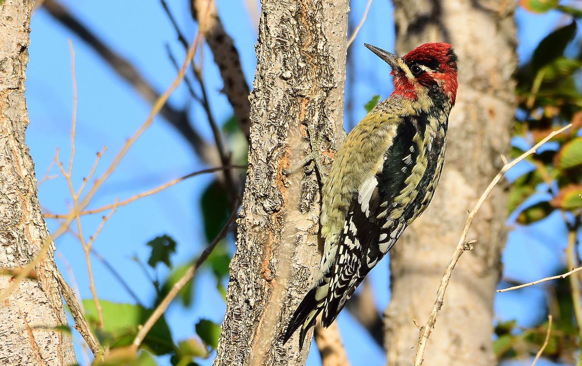 Red-naped x Red-breasted Sapsucker (hybrid) - Ad Konings