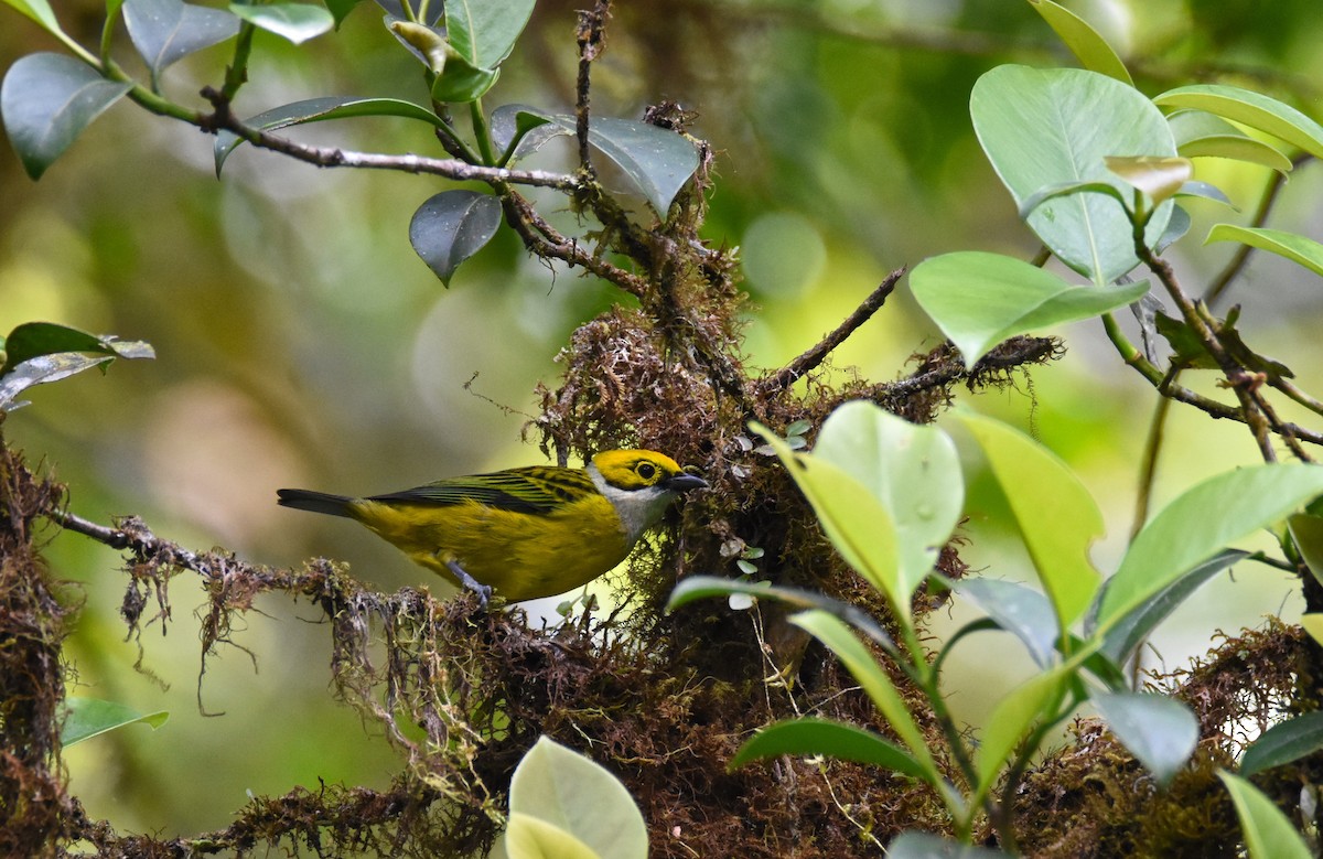 Silver-throated Tanager - ML26681791