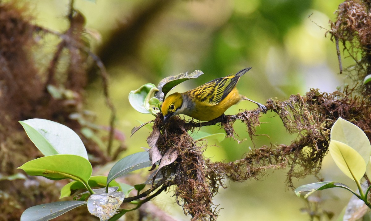 Silver-throated Tanager - ML26681821