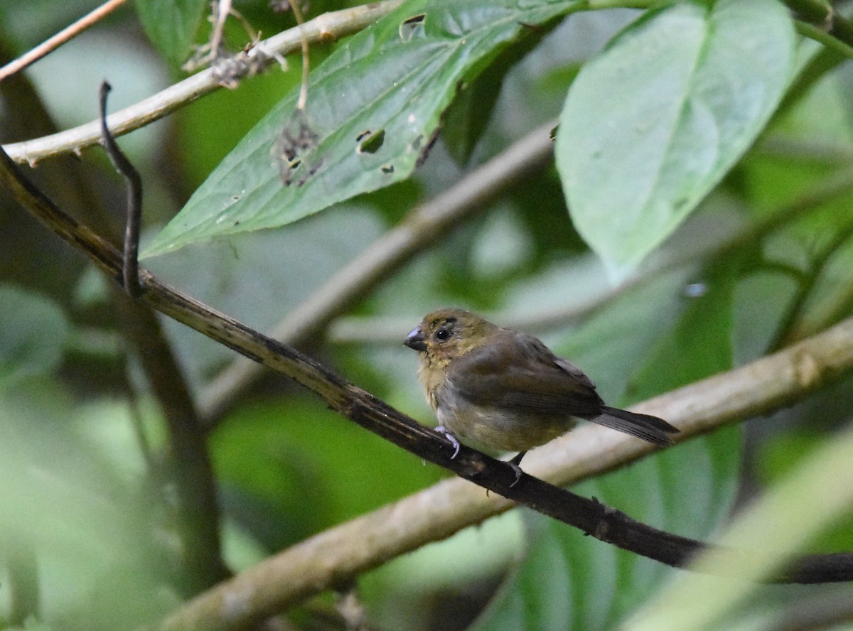 Variable Seedeater - ML26682031