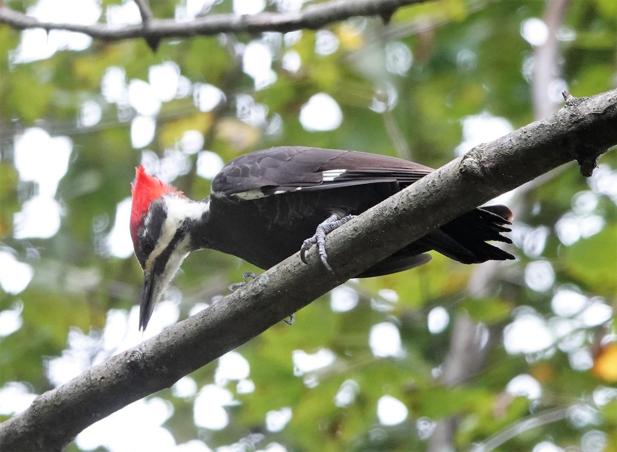 Pileated Woodpecker - ML266825891