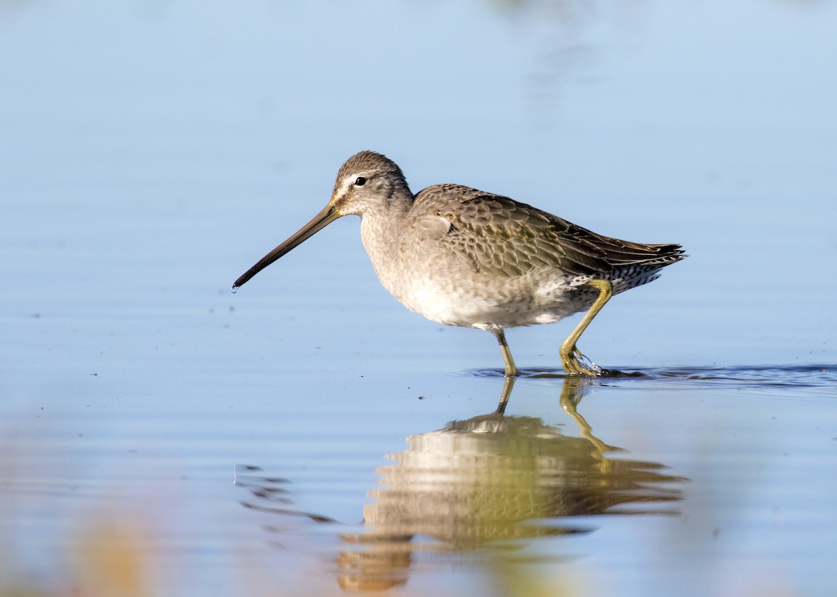 Long-billed Dowitcher - ML266826001