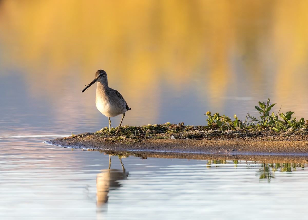 Long-billed Dowitcher - ML266826031
