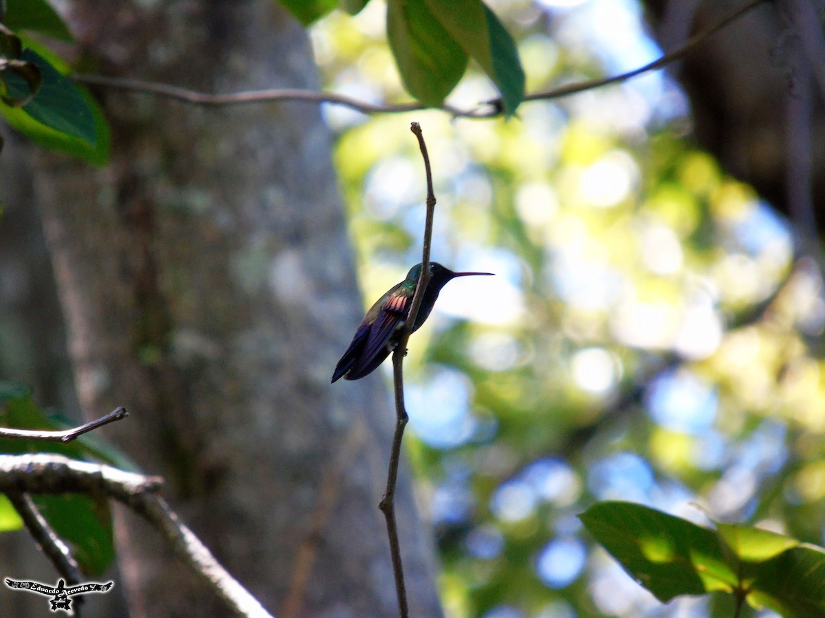 Blue-tailed Hummingbird - ML266826101