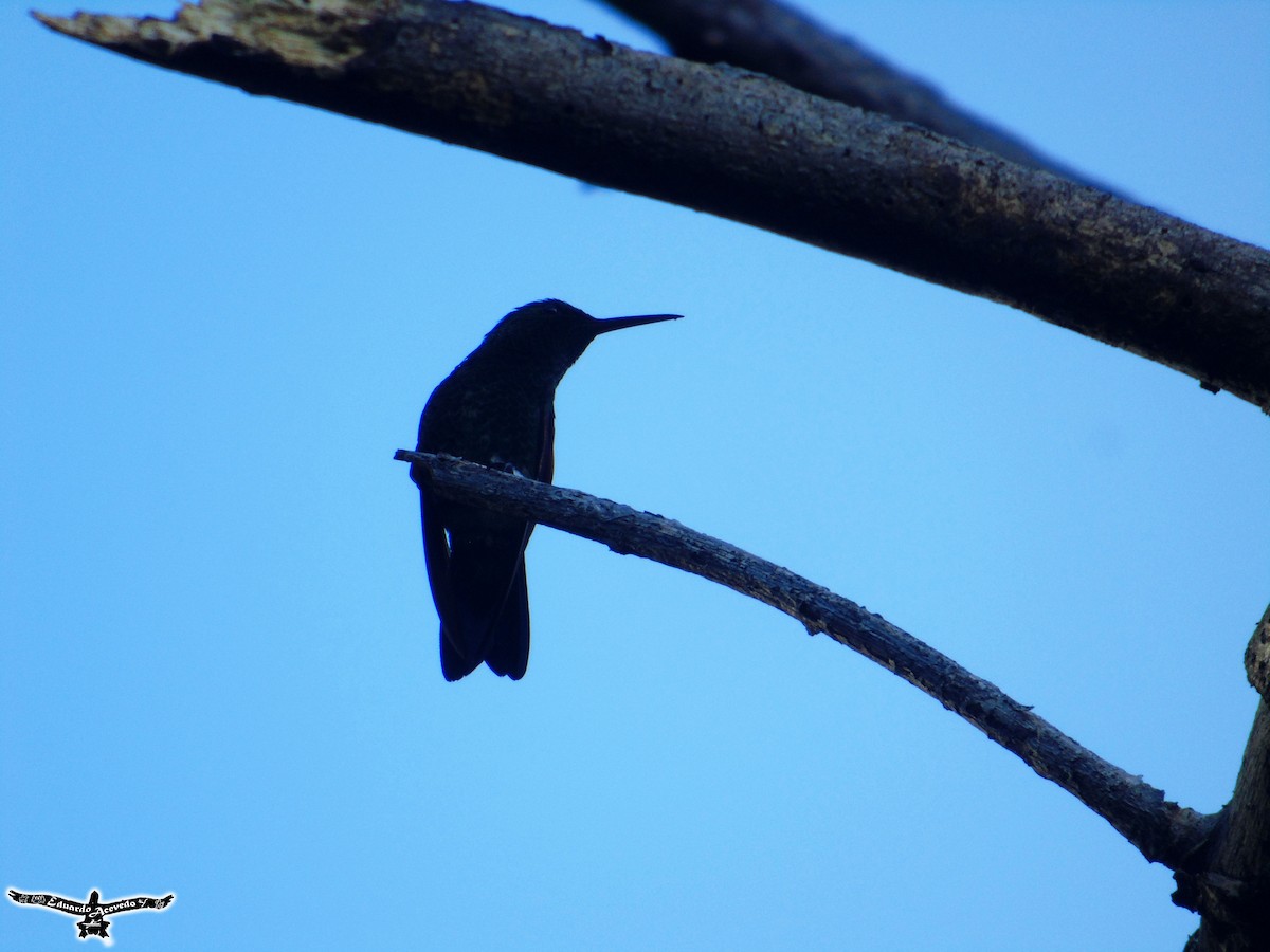 Blue-tailed Hummingbird - Eduardo Acevedo