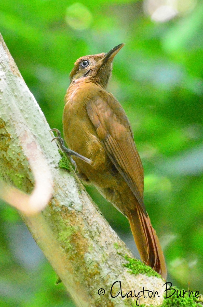 Smoky-brown Woodpecker - Clayton Burne