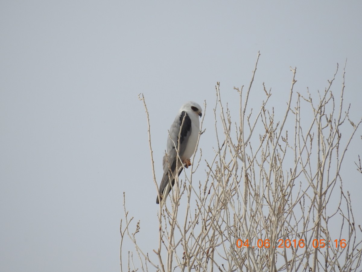 White-tailed Kite - Brenda Zaun