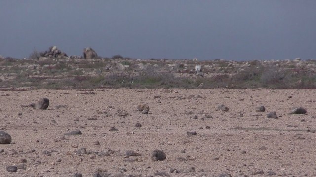 Saharakragentrappe (fuertaventurae) - ML266834881