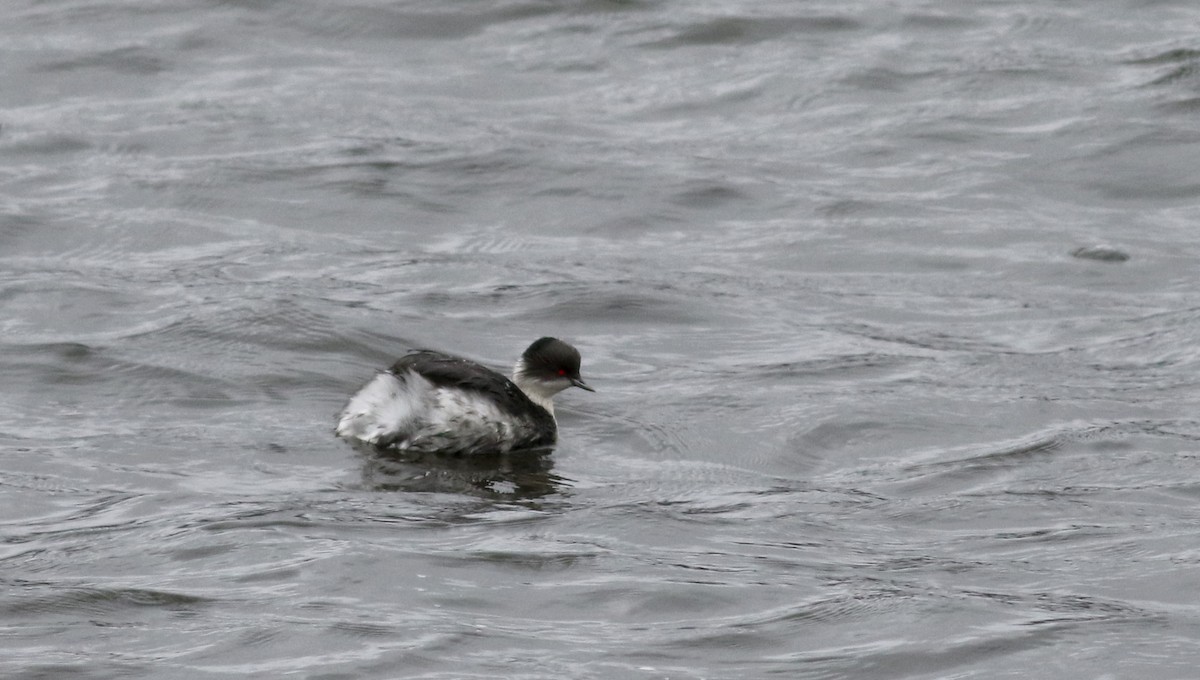 Silvery Grebe (Andean) - ML26683881