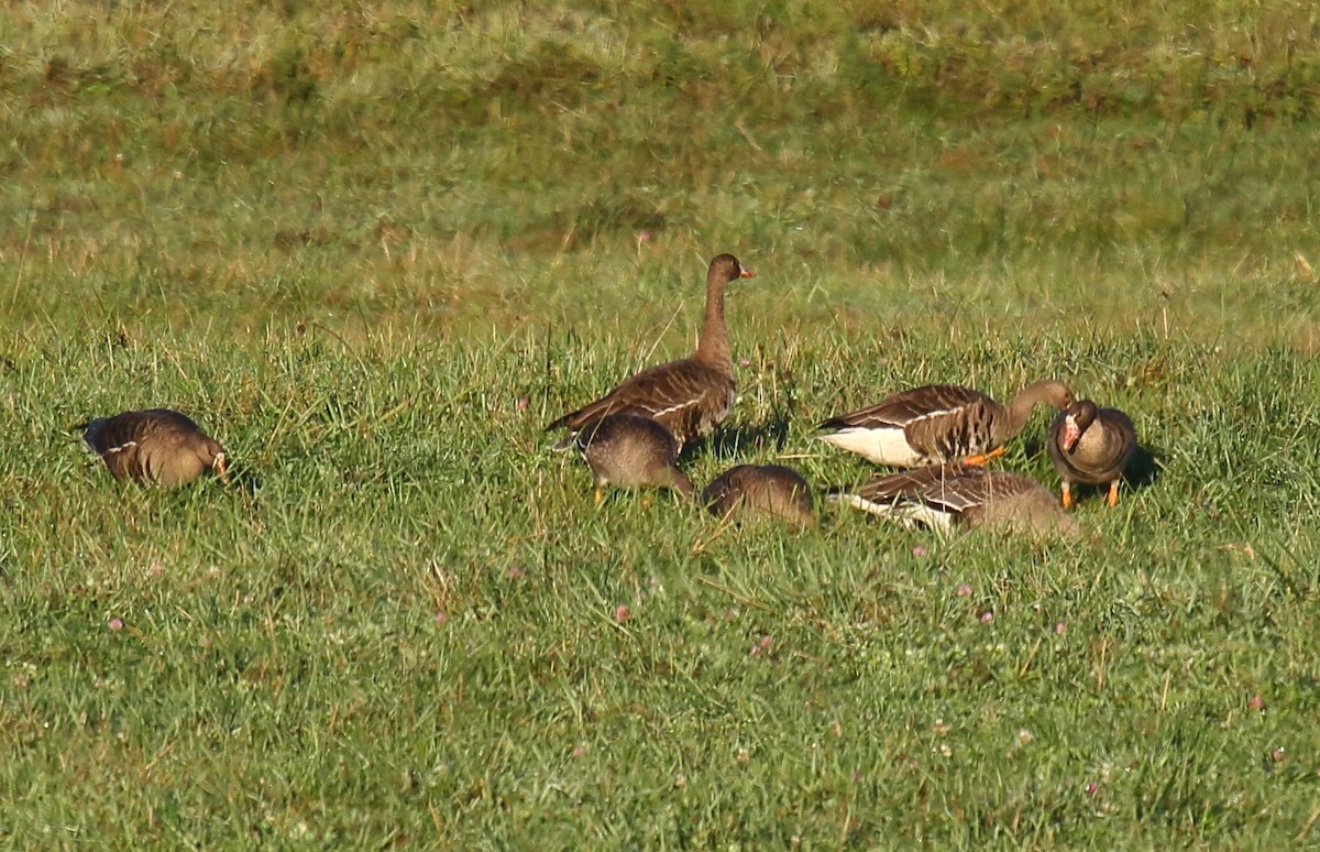 Greater White-fronted Goose - ML266839071