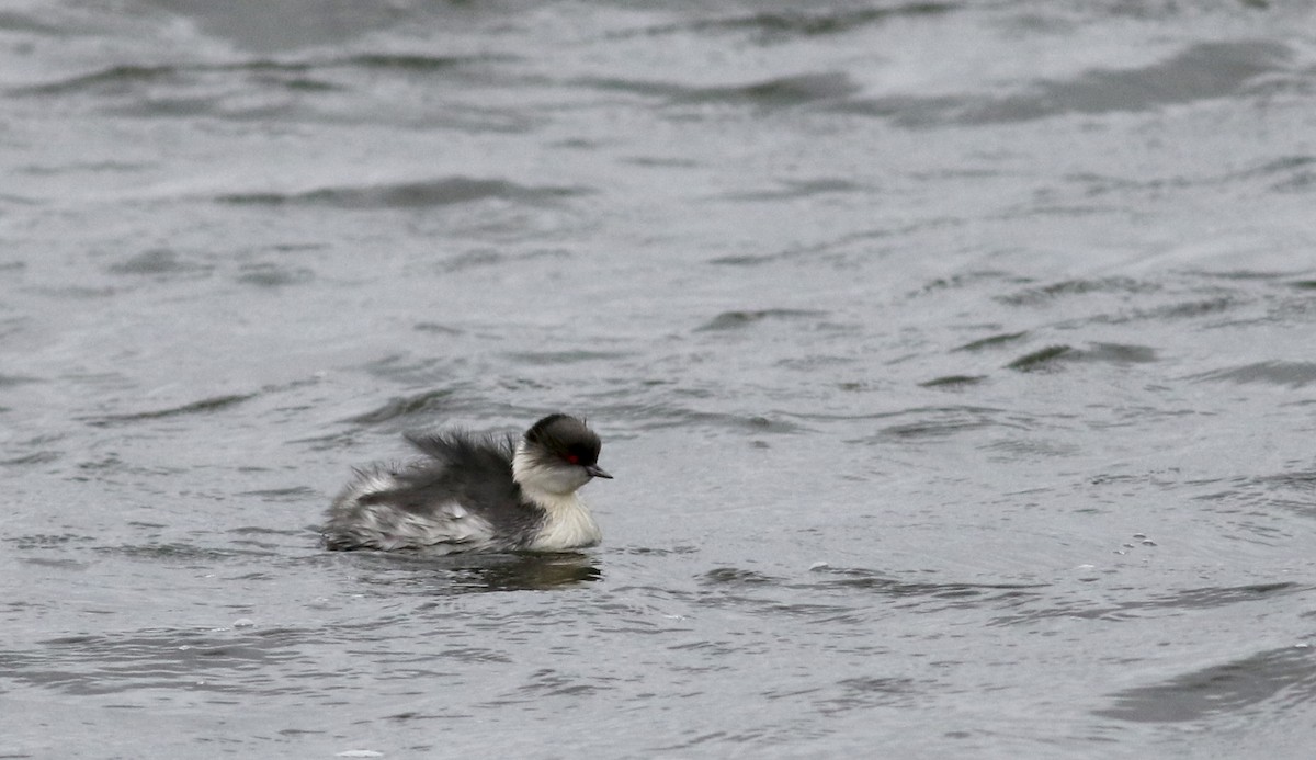 Silvery Grebe (Andean) - ML26683941