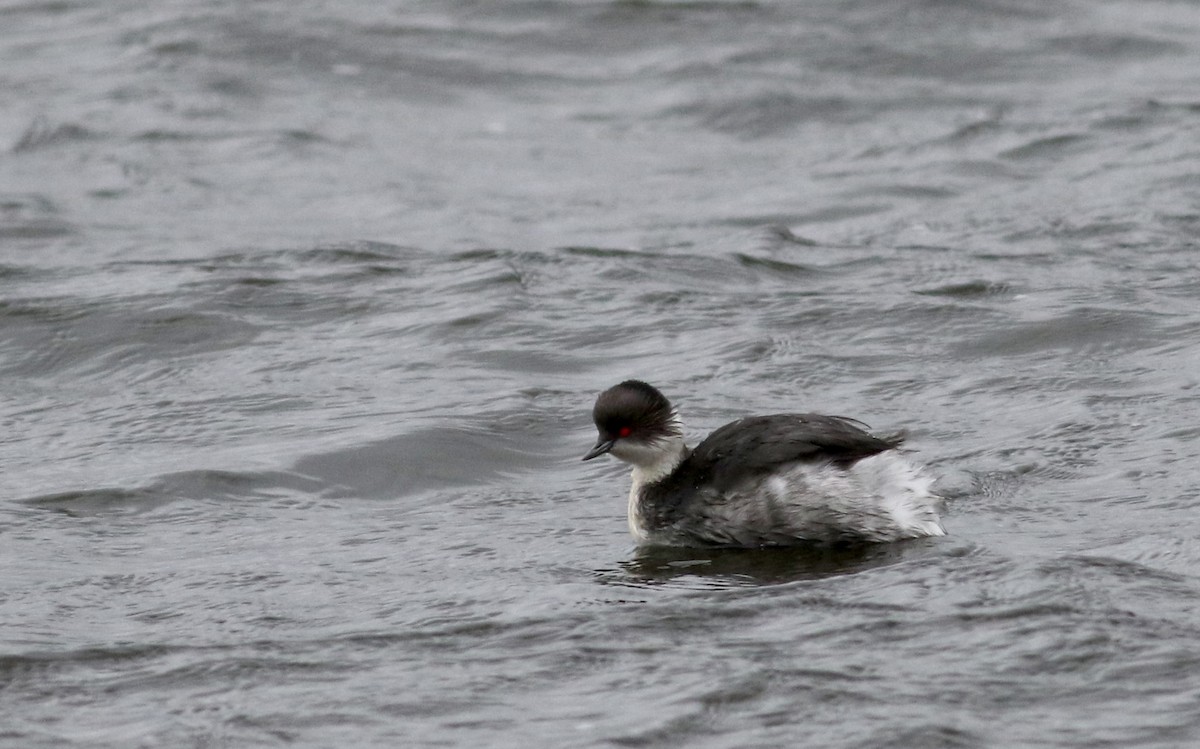 Silvery Grebe (Andean) - ML26683991