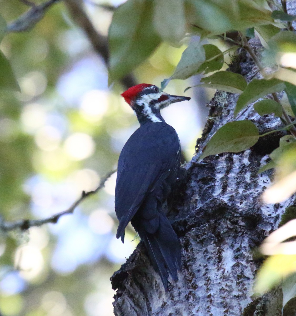 Pileated Woodpecker - ML266839911