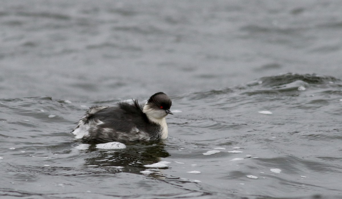 Silvery Grebe (Andean) - ML26684021