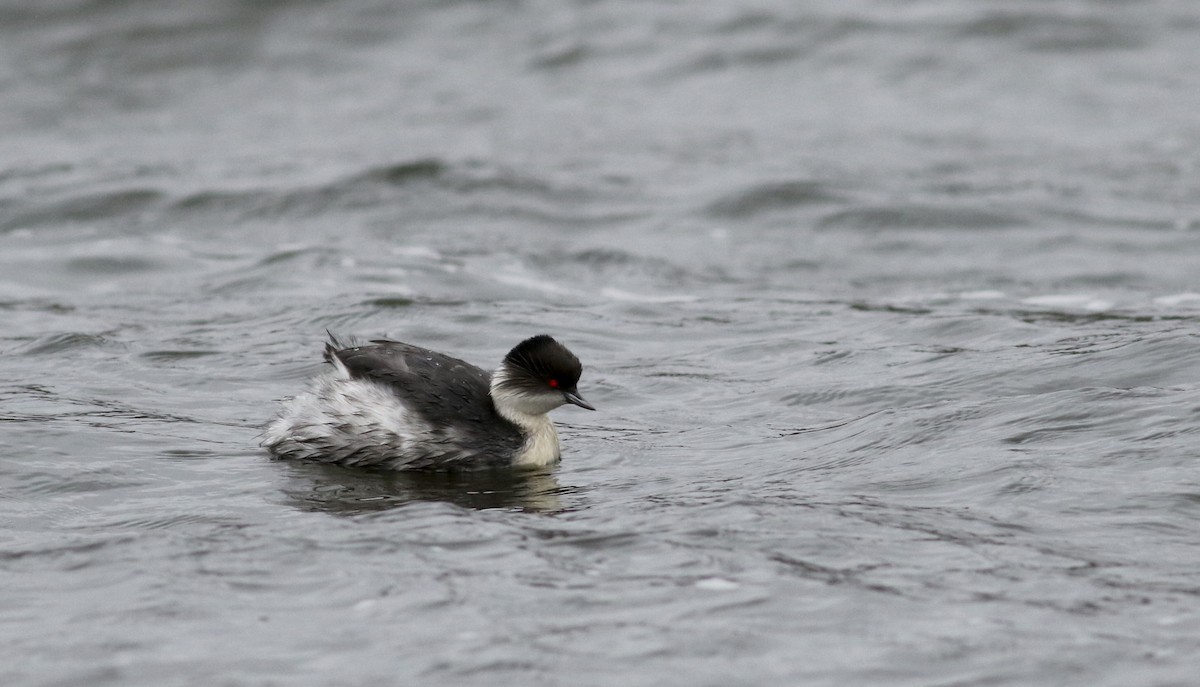 Silvery Grebe (Andean) - ML26684031