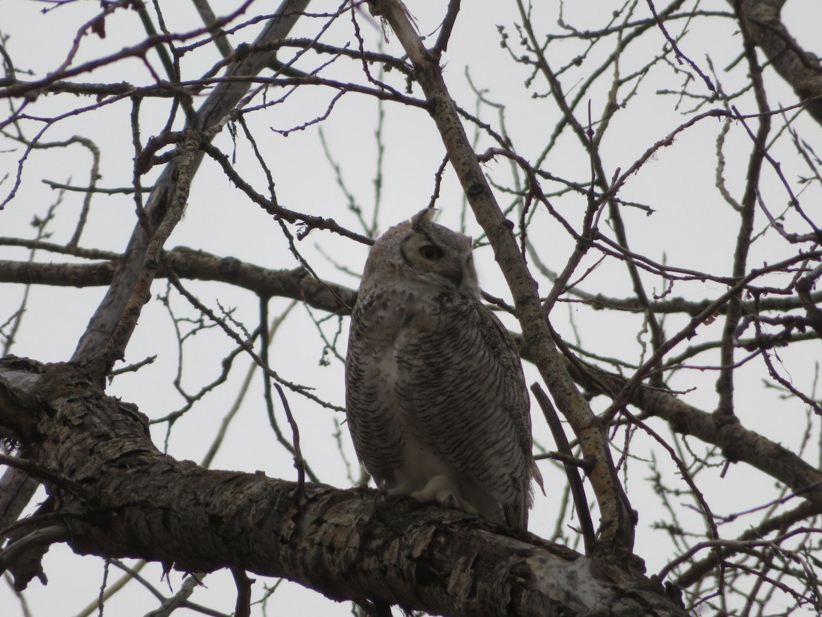 Great Horned Owl - ML266841301