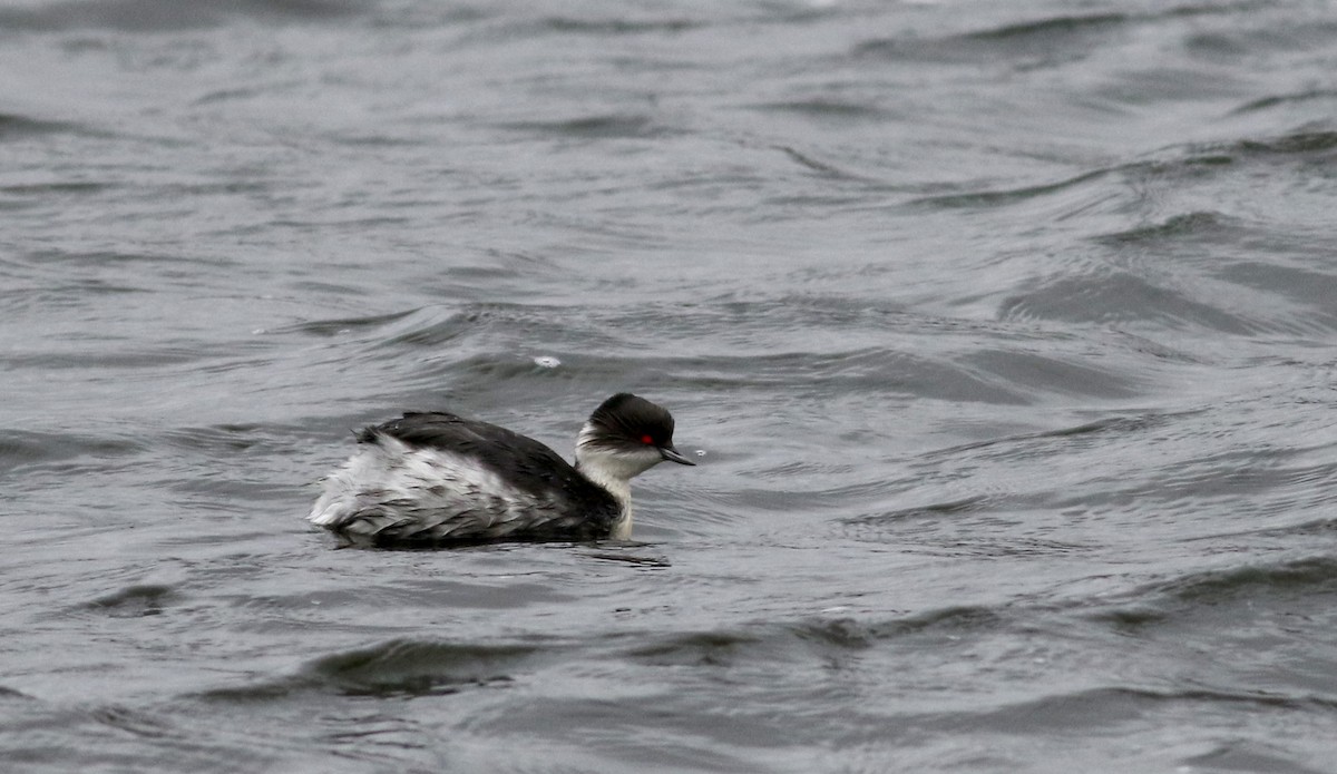 Silvery Grebe (Andean) - ML26684171