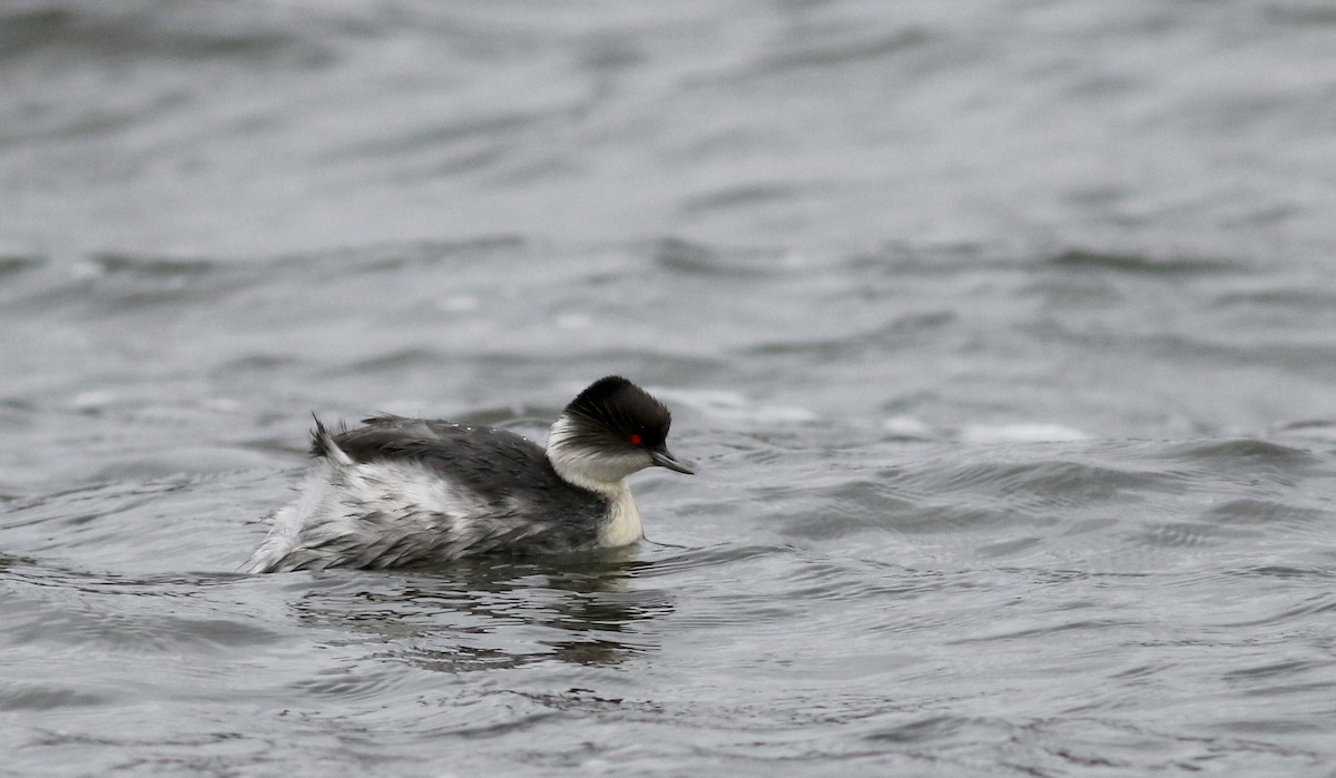 Silvery Grebe (Andean) - ML26684201