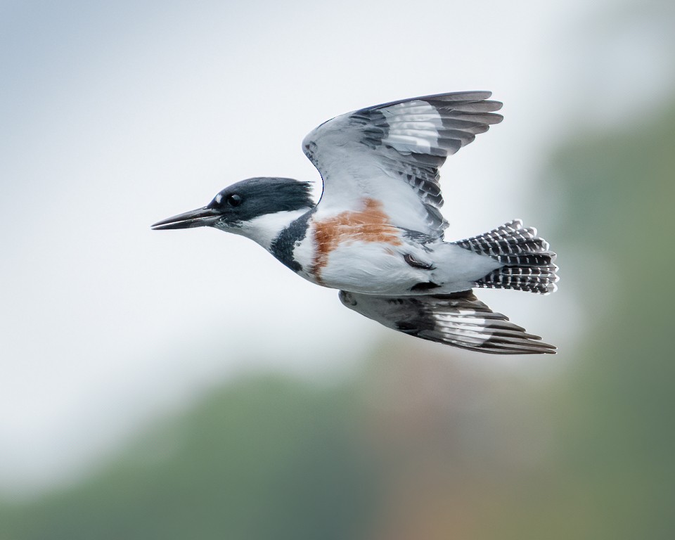 Belted Kingfisher - ML266843591