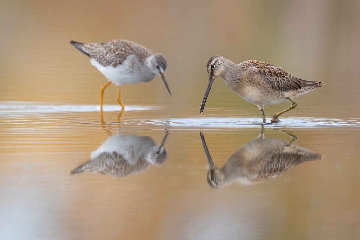 Long-billed Dowitcher - ML266844721