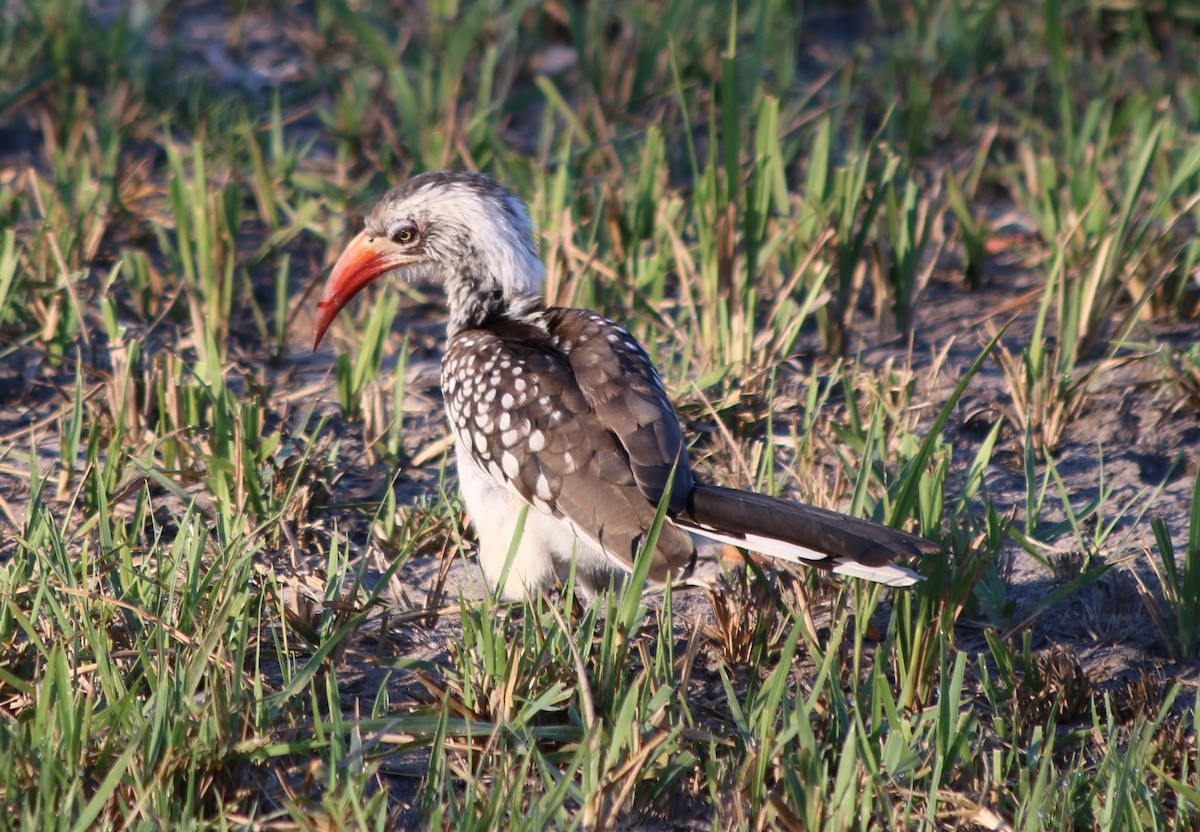 Southern Red-billed Hornbill - George Lynch