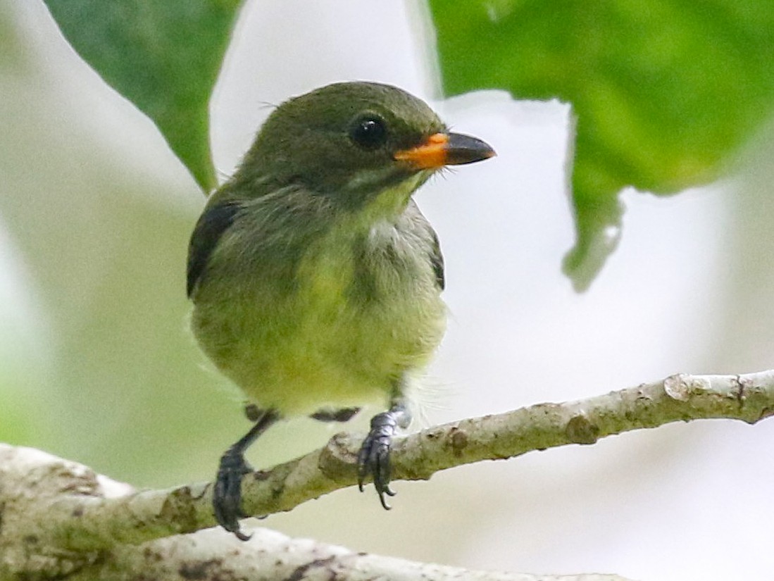 Palawan Flowerpecker - eBird