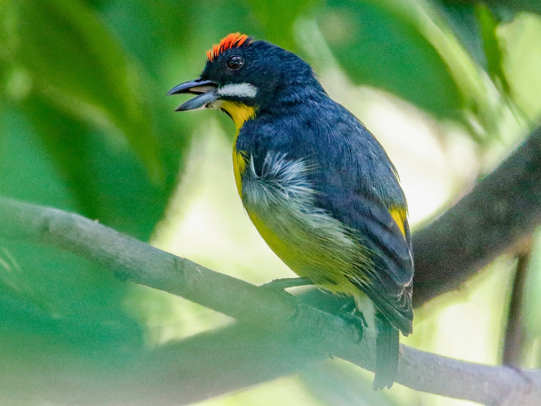 Palawan Flowerpecker - eBird