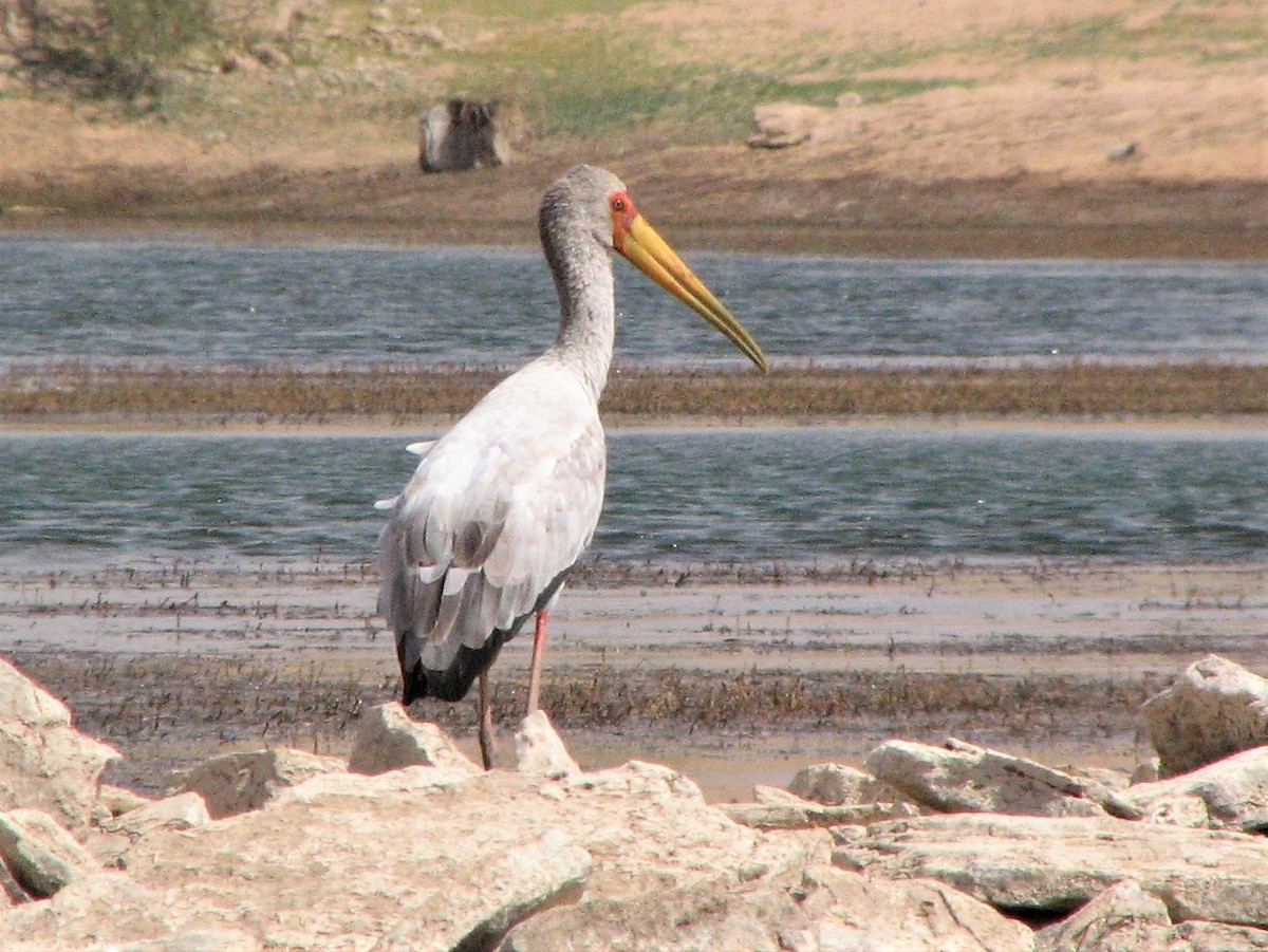 Yellow-billed Stork - ML266852411