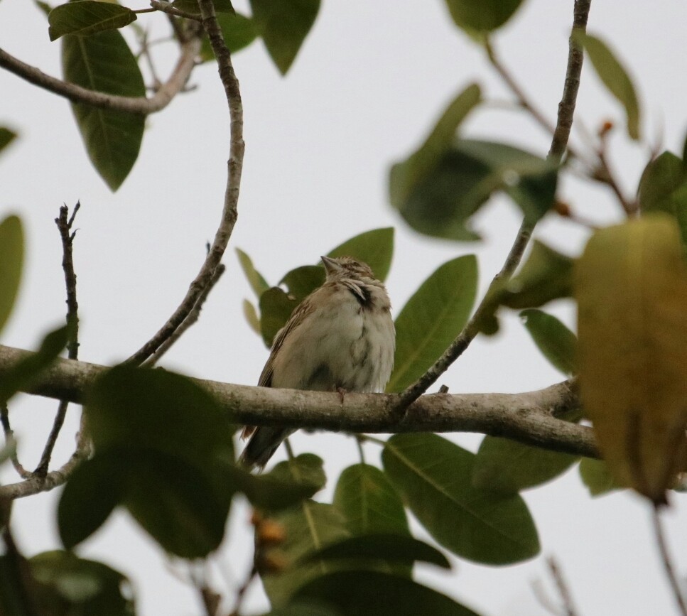 Lark Sparrow - Philip Andescavage