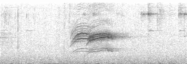 Дрізд-короткодзьоб плямистоволий - ML266858031