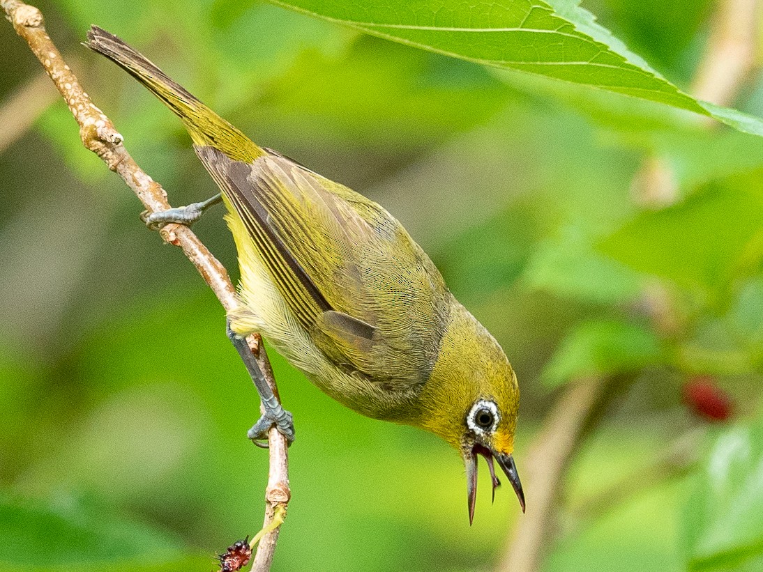 Yellowish White-eye - Forest Botial-Jarvis