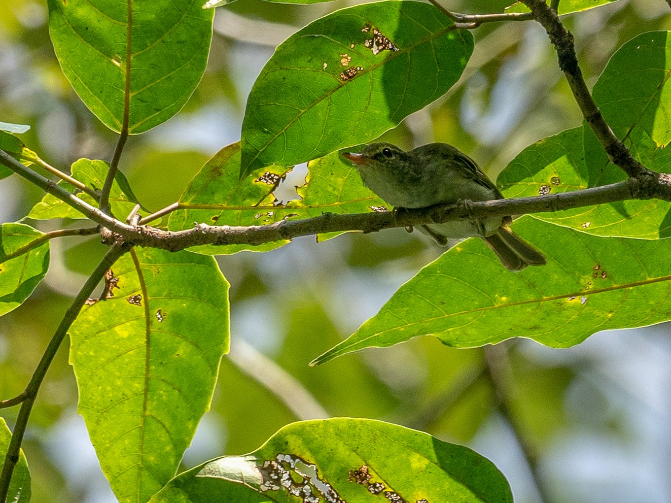 Philippine Leaf Warbler - Forest Botial-Jarvis
