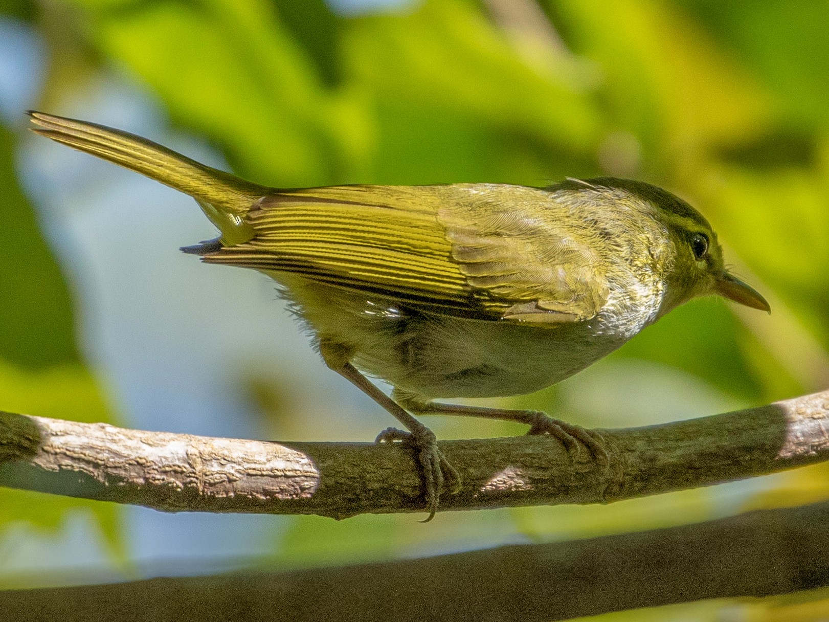 Philippine Leaf Warbler - eBird
