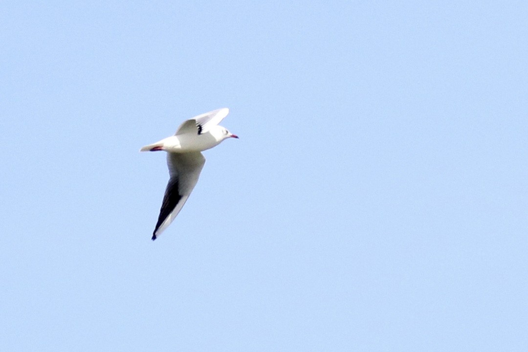 Mouette rieuse - ML266861551