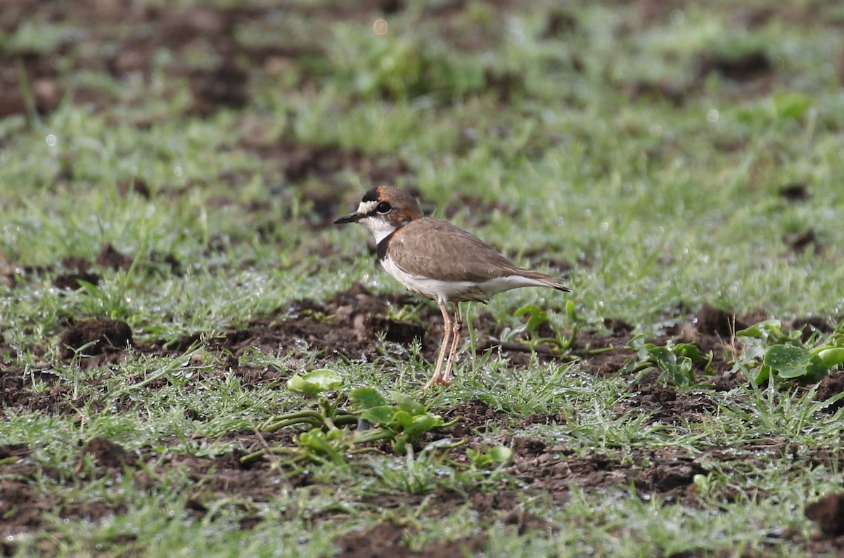 Collared Plover - Jeff Tingle