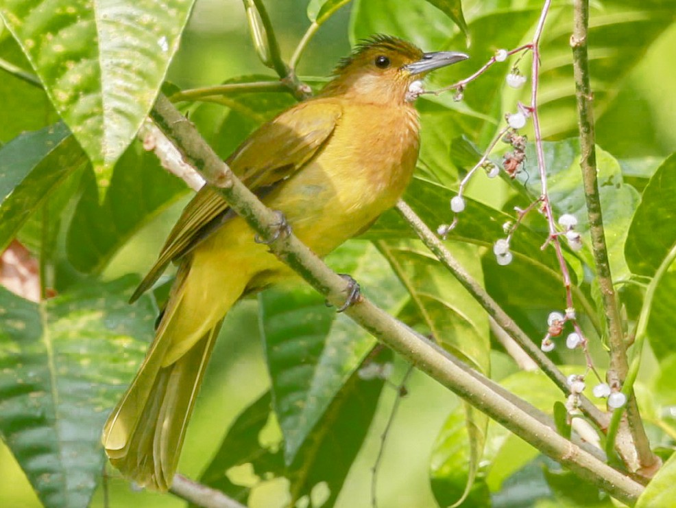 Yellowish Bulbul eBird