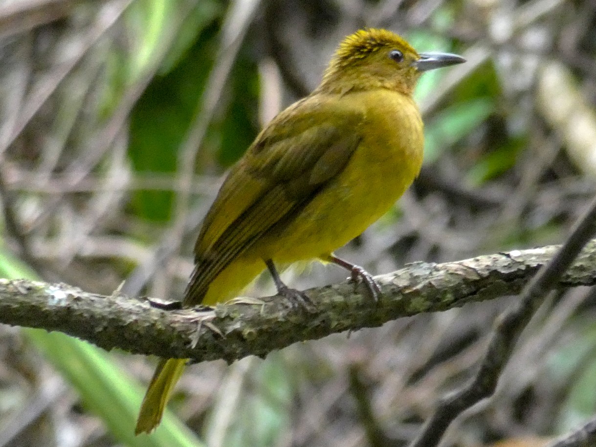 Yellowish Bulbul - eBird