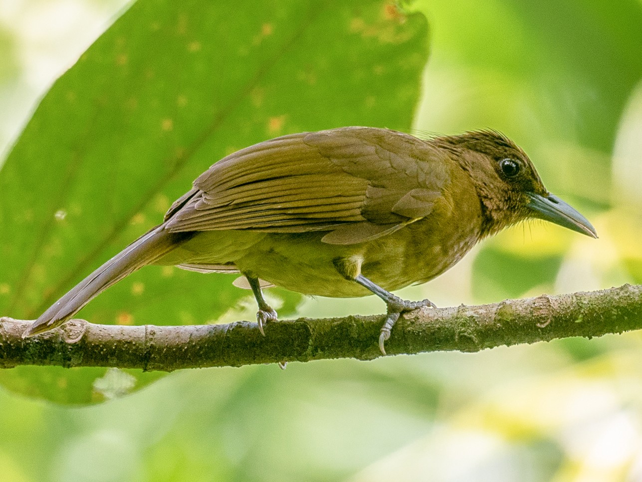 Yellowish Bulbul - eBird