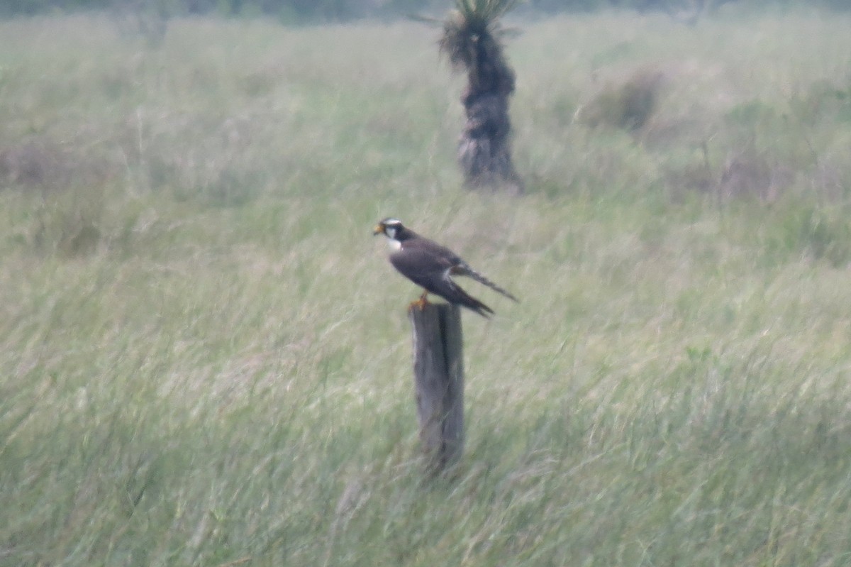 eBird Checklist 31 Mar 2016 Laguna Atascosa NWRBayside Drive 60