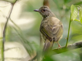 Ashy-fronted Bulbul - eBird
