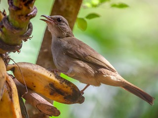 Ashy-fronted Bulbul - eBird
