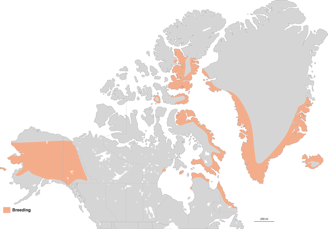 Figure 3. Breeding Range of Northern Wheatear in North America. - Northern Wheatear - 