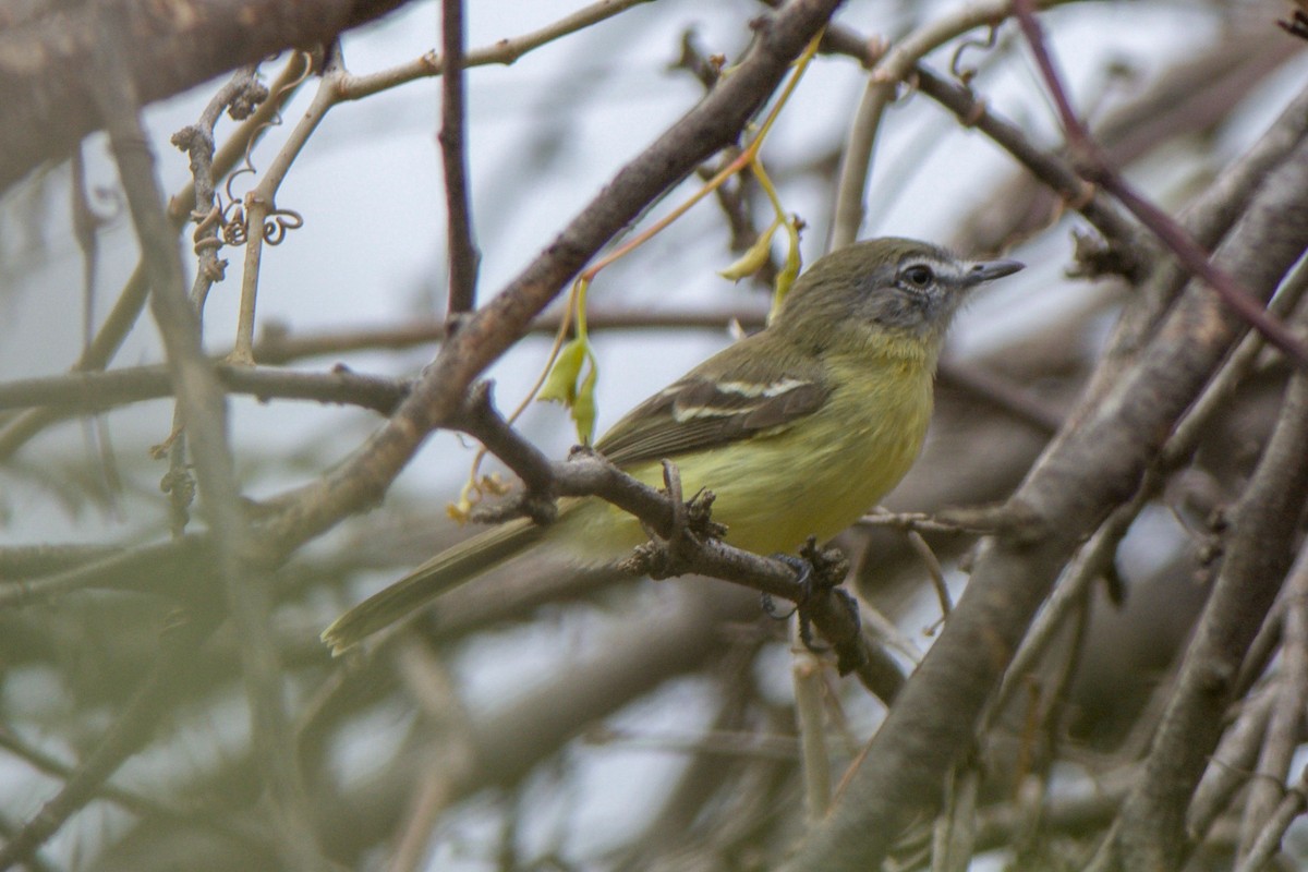 Pale-tipped Tyrannulet - Cory Gregory